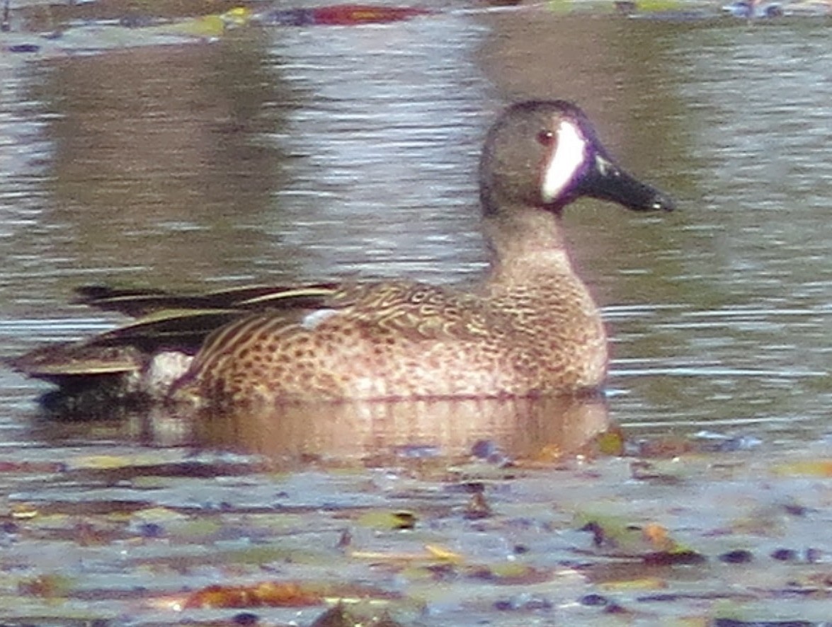 Blue-winged Teal - ML613277003