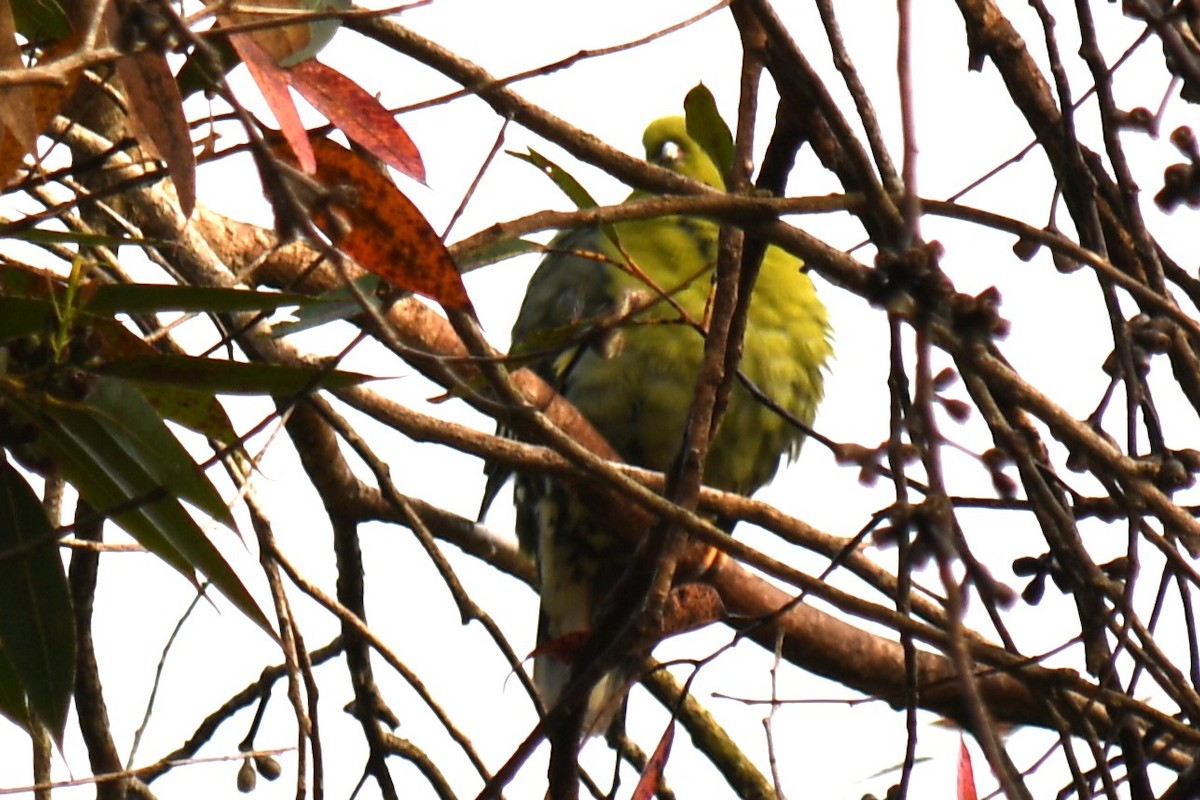 Мадагаскарский зелёный голубь - ML613277503