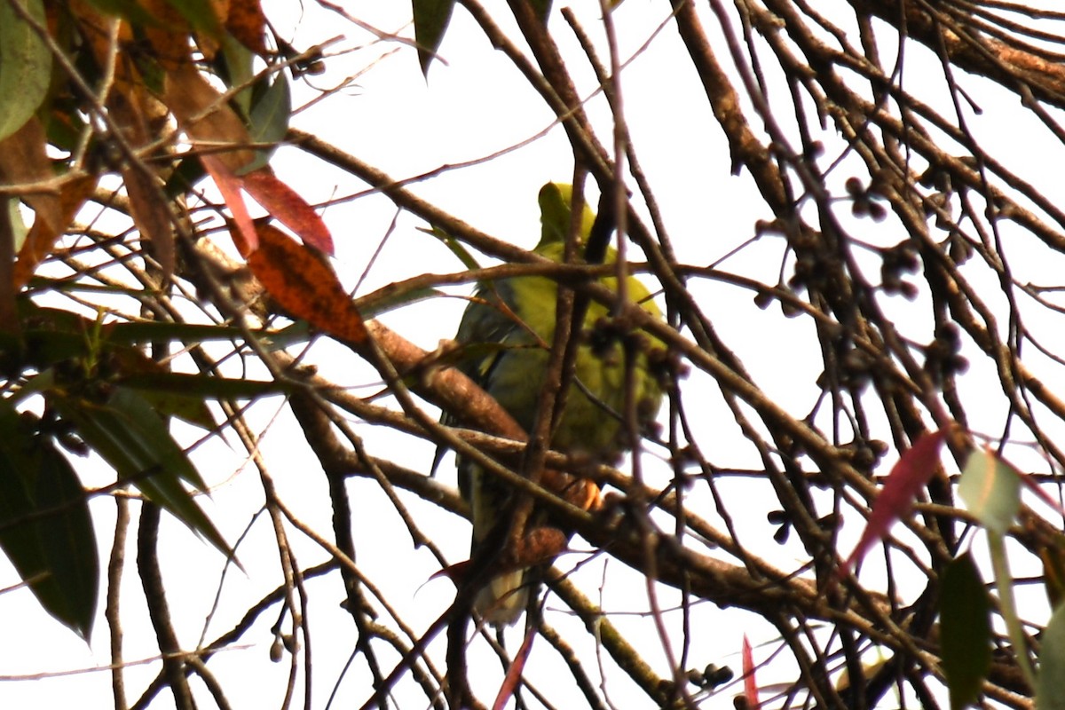 Мадагаскарский зелёный голубь - ML613277504