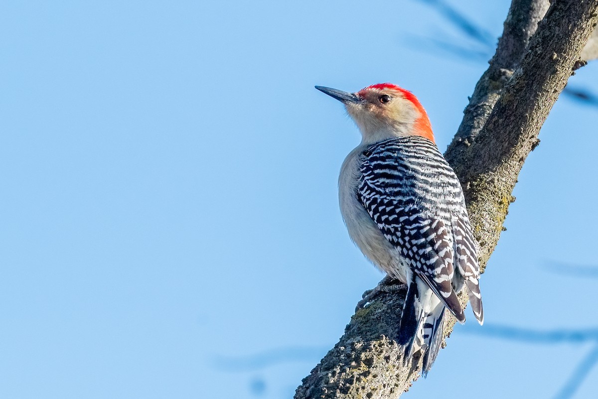 Red-bellied Woodpecker - ML613277514