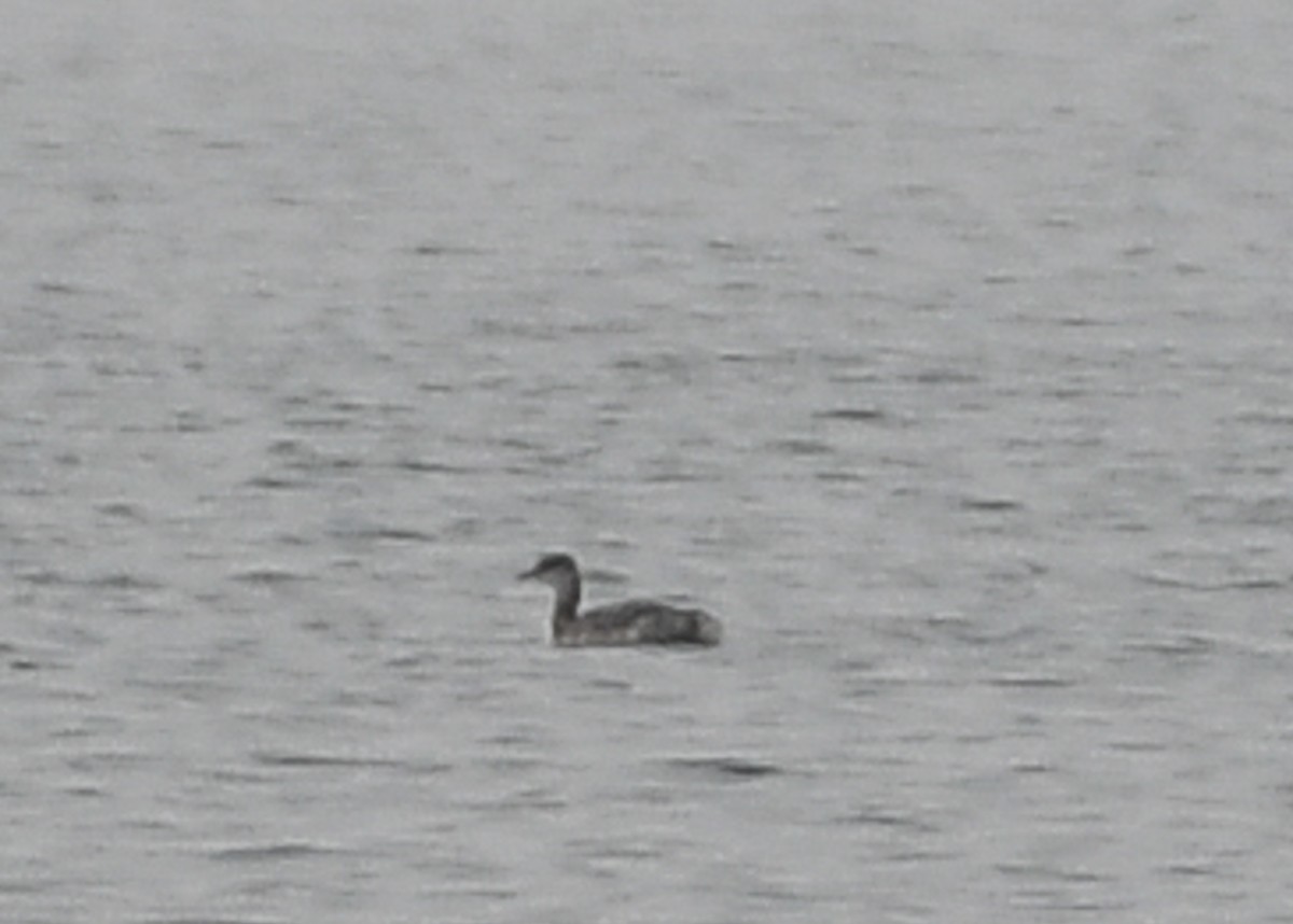 Red-necked Grebe - ML613277520
