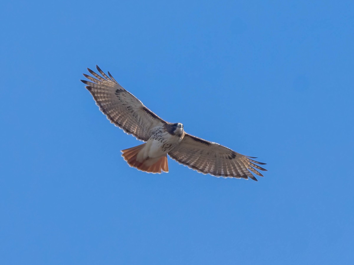 Red-tailed Hawk - ML613277742