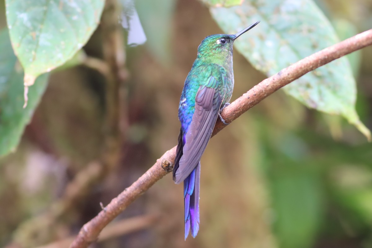 Violet-tailed Sylph - ML613277757