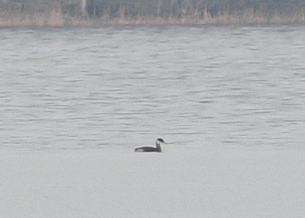 Red-necked Grebe - ML613277762
