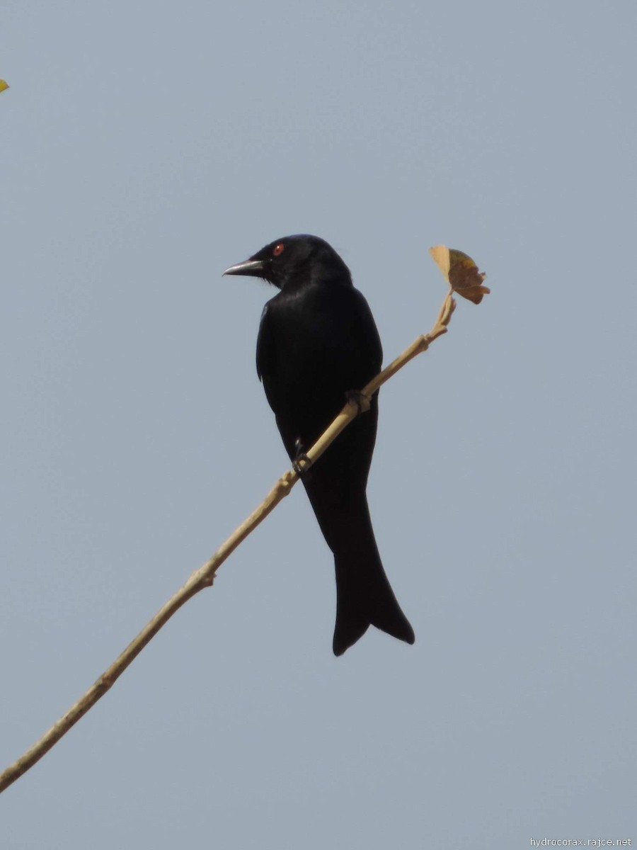 Fork-tailed Drongo (Glossy-backed) - ML613277772