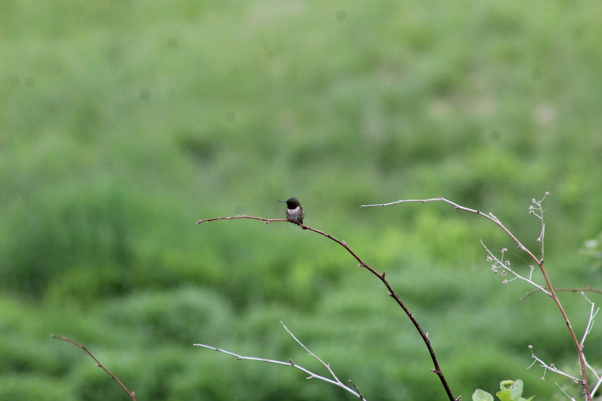 Ruby-throated Hummingbird - ML613277941
