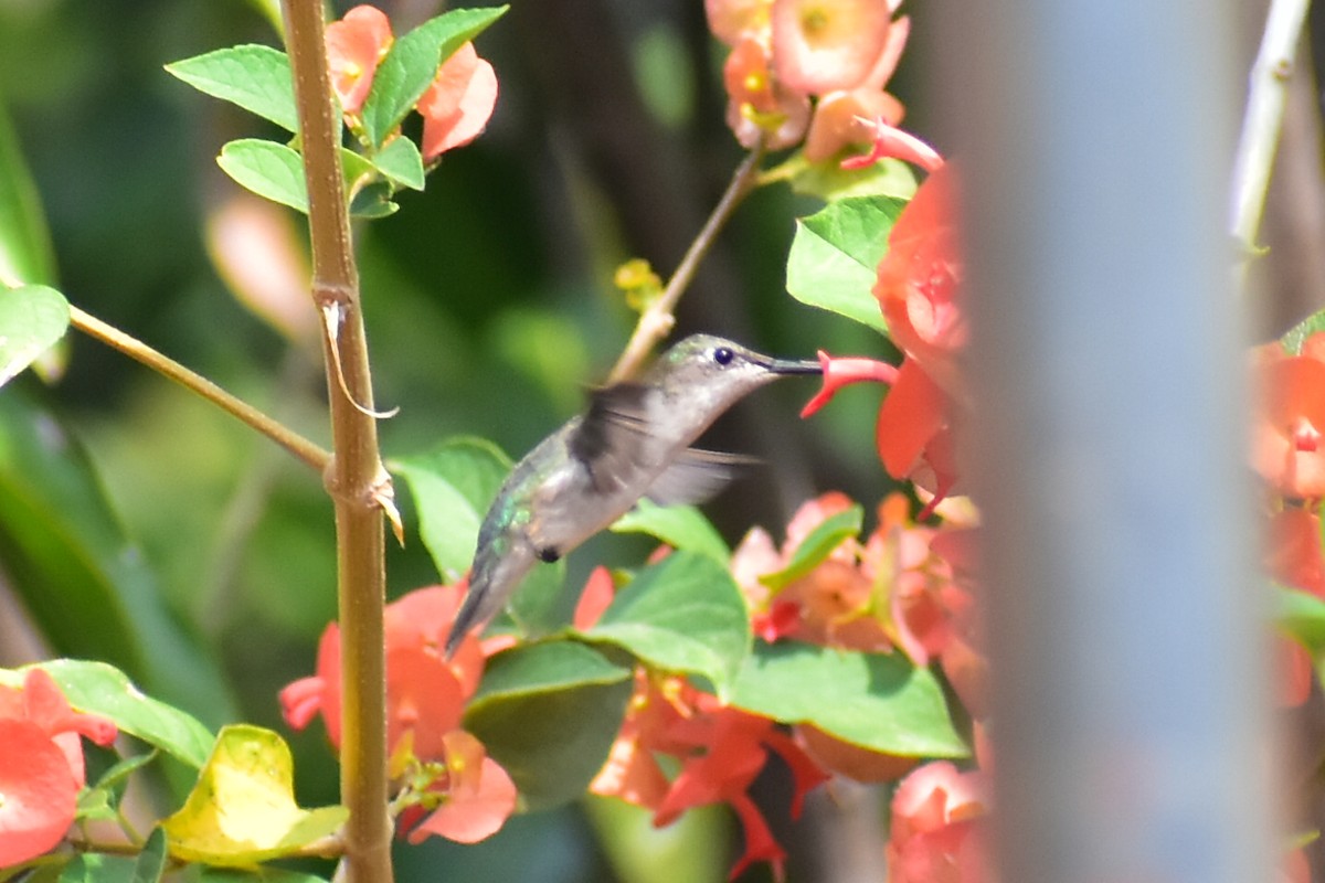 Ruby-throated Hummingbird - Daniel Juarez