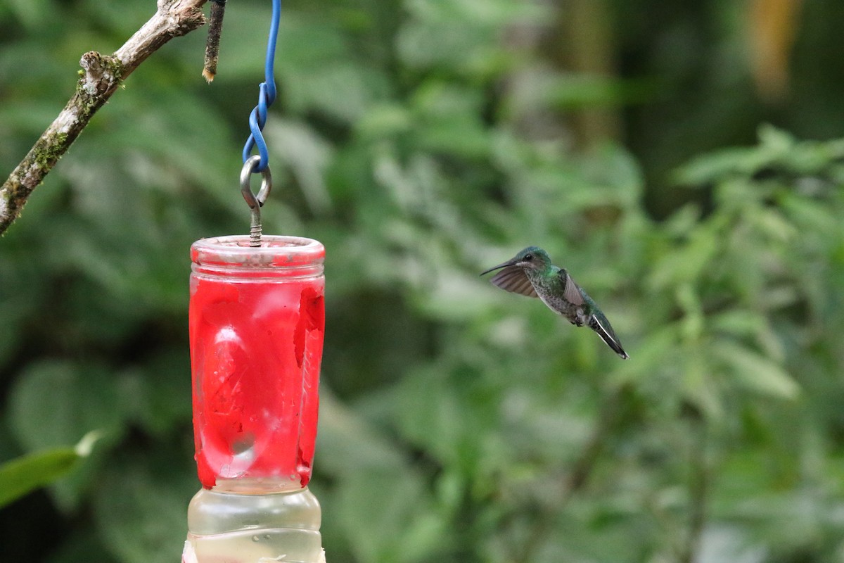 Many-spotted Hummingbird - ML613278210
