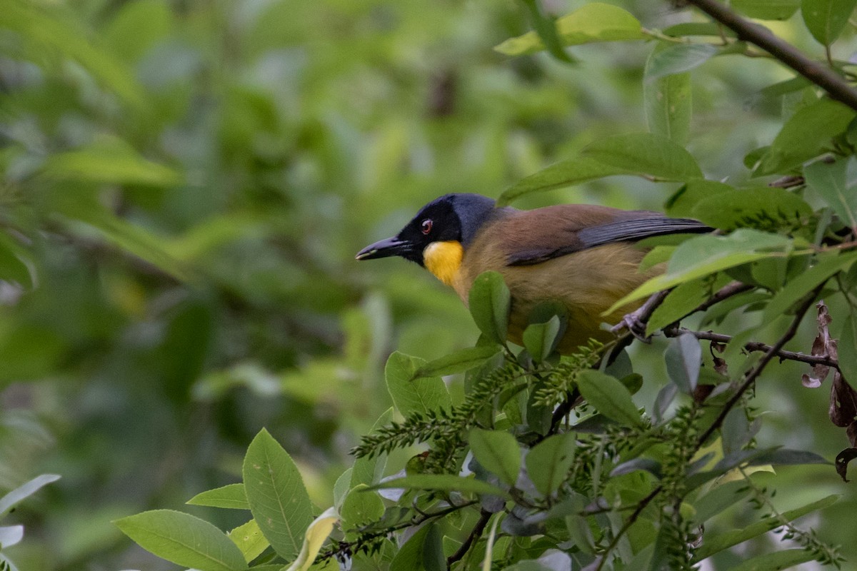 Blue-crowned Laughingthrush - ML613278409