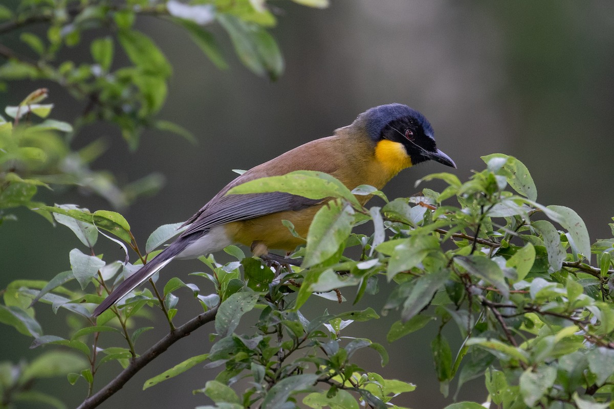 Blue-crowned Laughingthrush - ML613278414