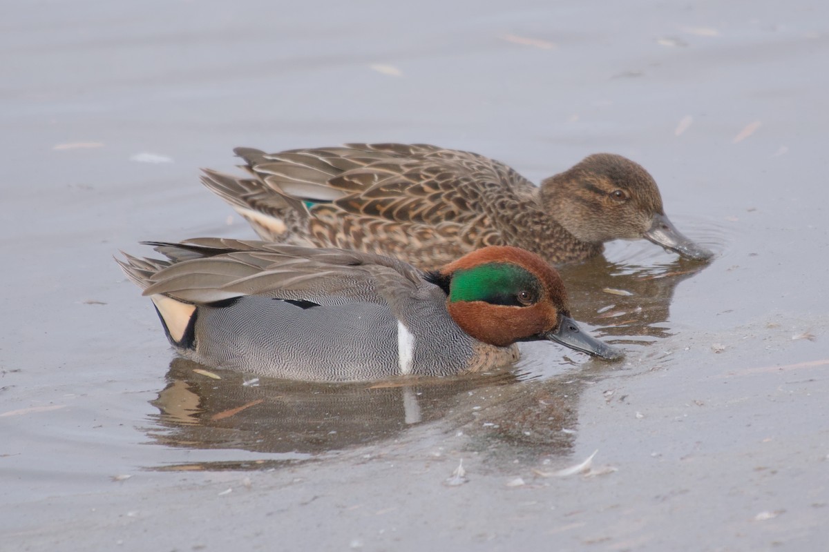 Green-winged Teal - ML613278415