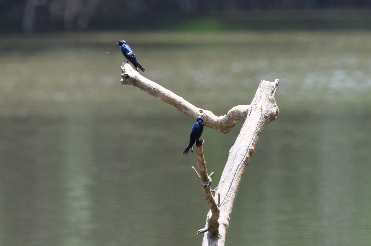 White-throated Blue Swallow - ML613278427
