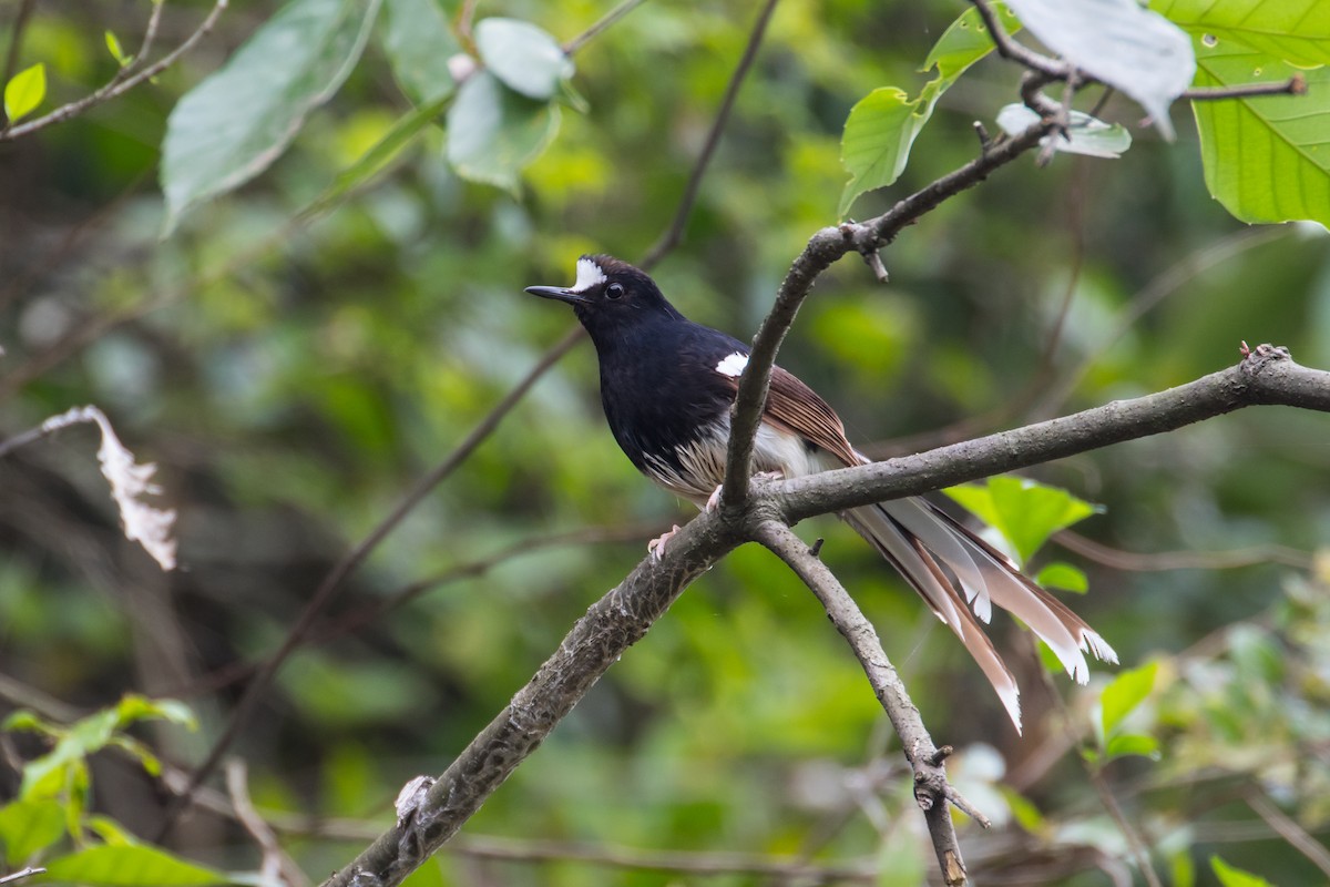 White-crowned Forktail (Northern) - ML613278619