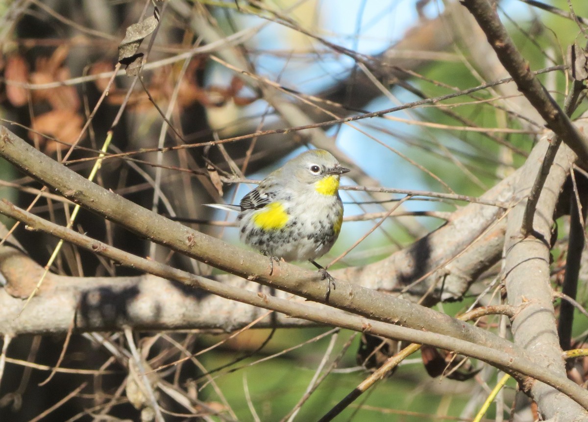 Yellow-rumped Warbler (Audubon's) - ML613278775