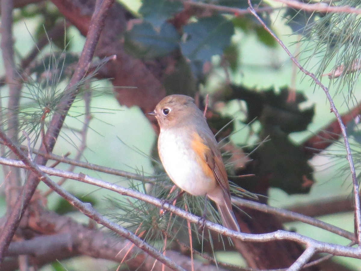 Red-flanked Bluetail - ML613278800