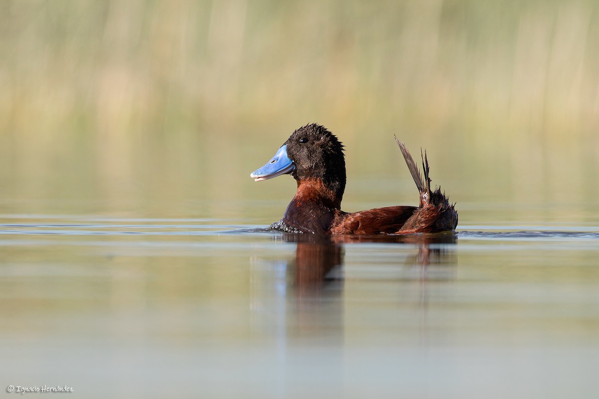 Andean Duck - ML613278813