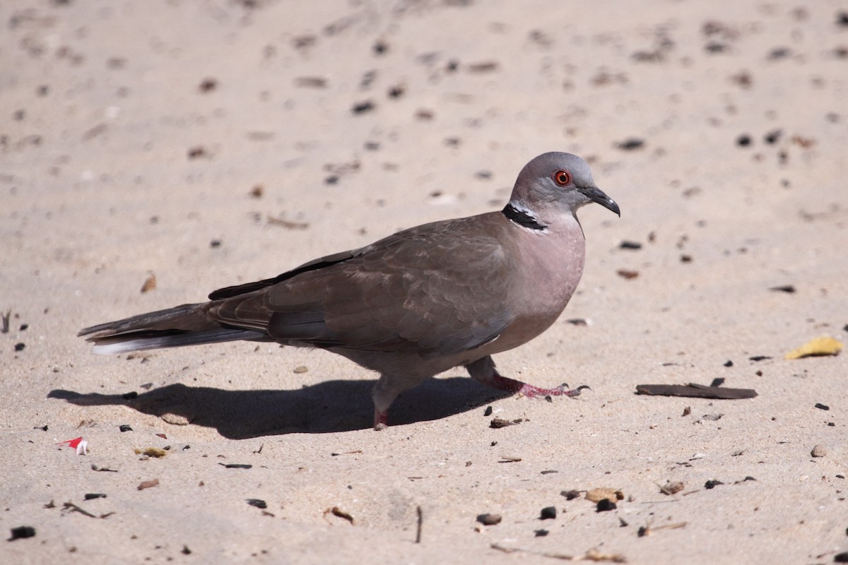 Mourning Collared-Dove - ML613278865