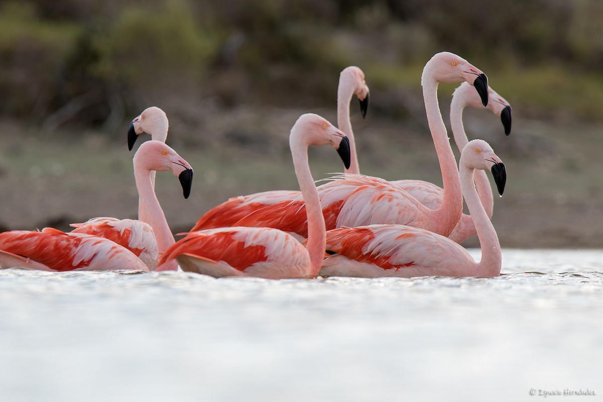 Chilean Flamingo - ML613278876