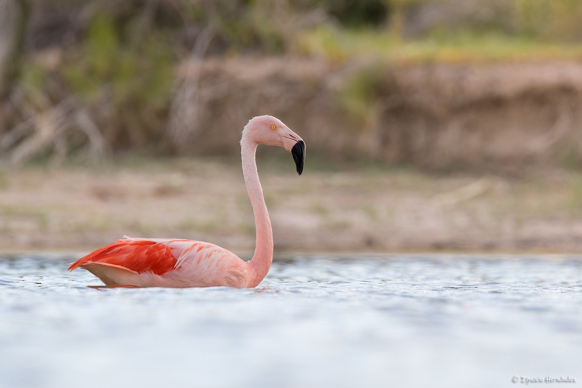 Chilean Flamingo - ML613278877