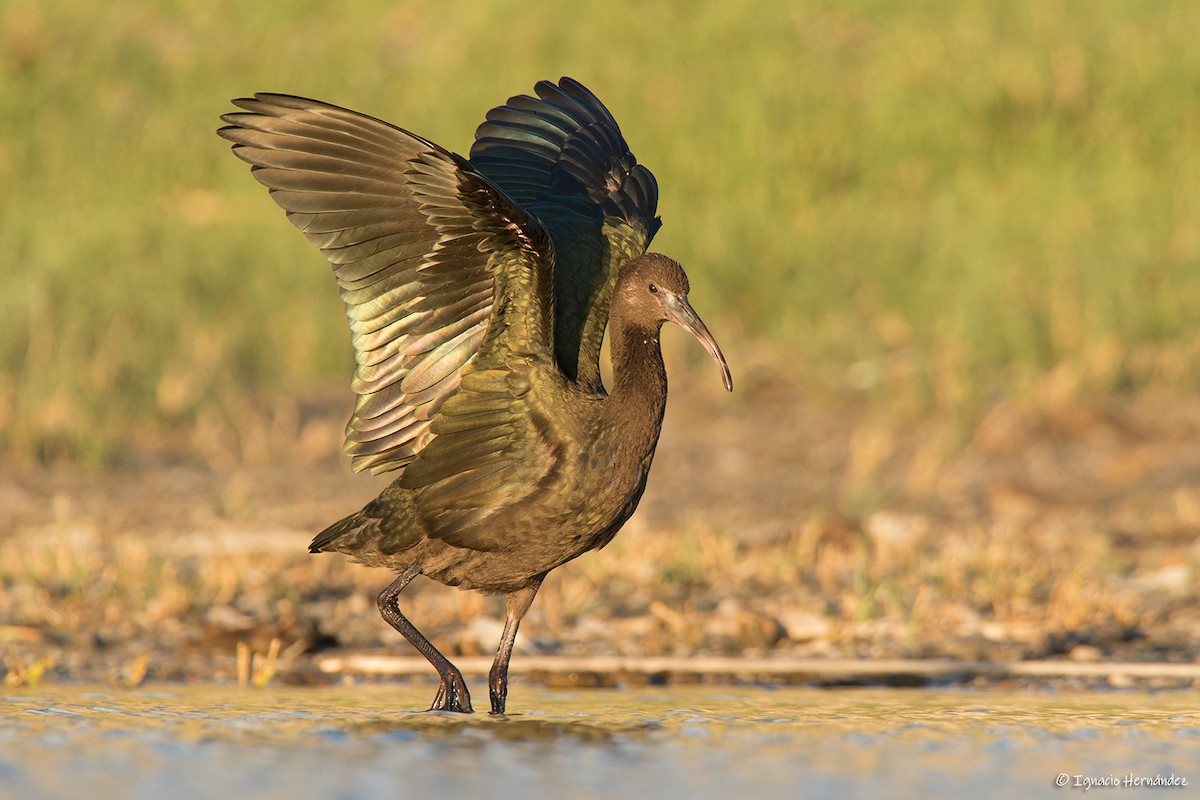 ibis americký - ML613279028