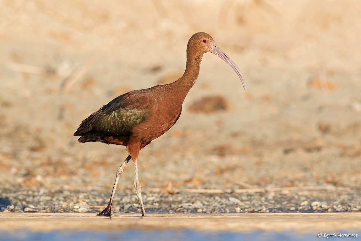 ibis americký - ML613279029