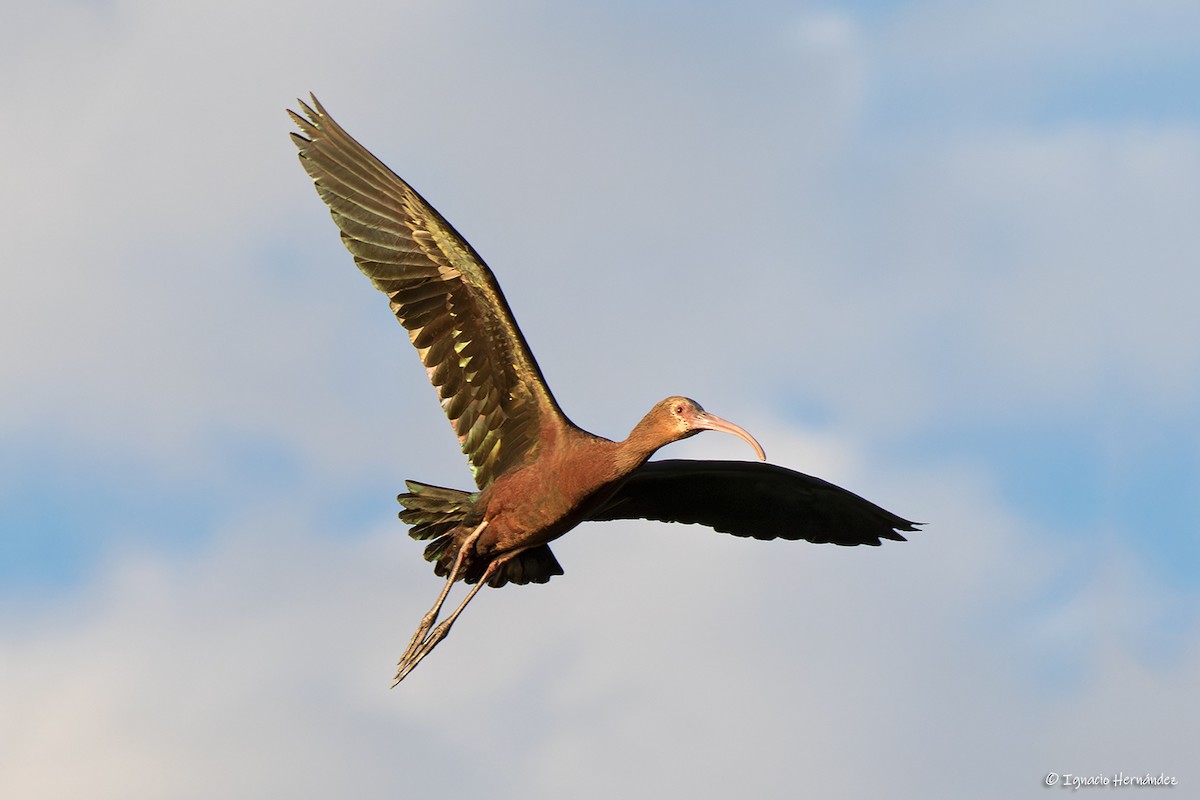 ibis americký - ML613279031