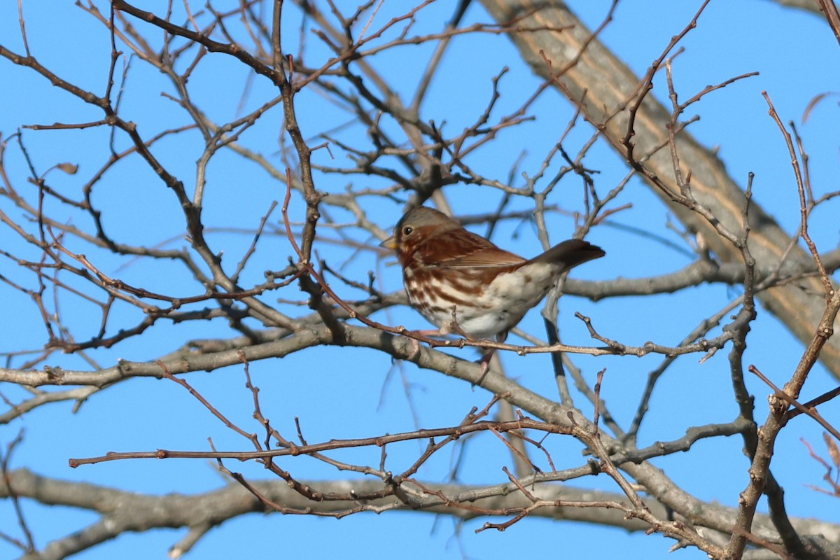 Fox Sparrow (Red) - ML613279069