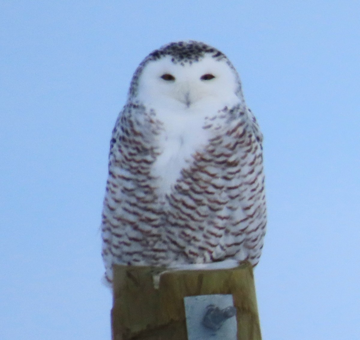 Snowy Owl - Larry Larson