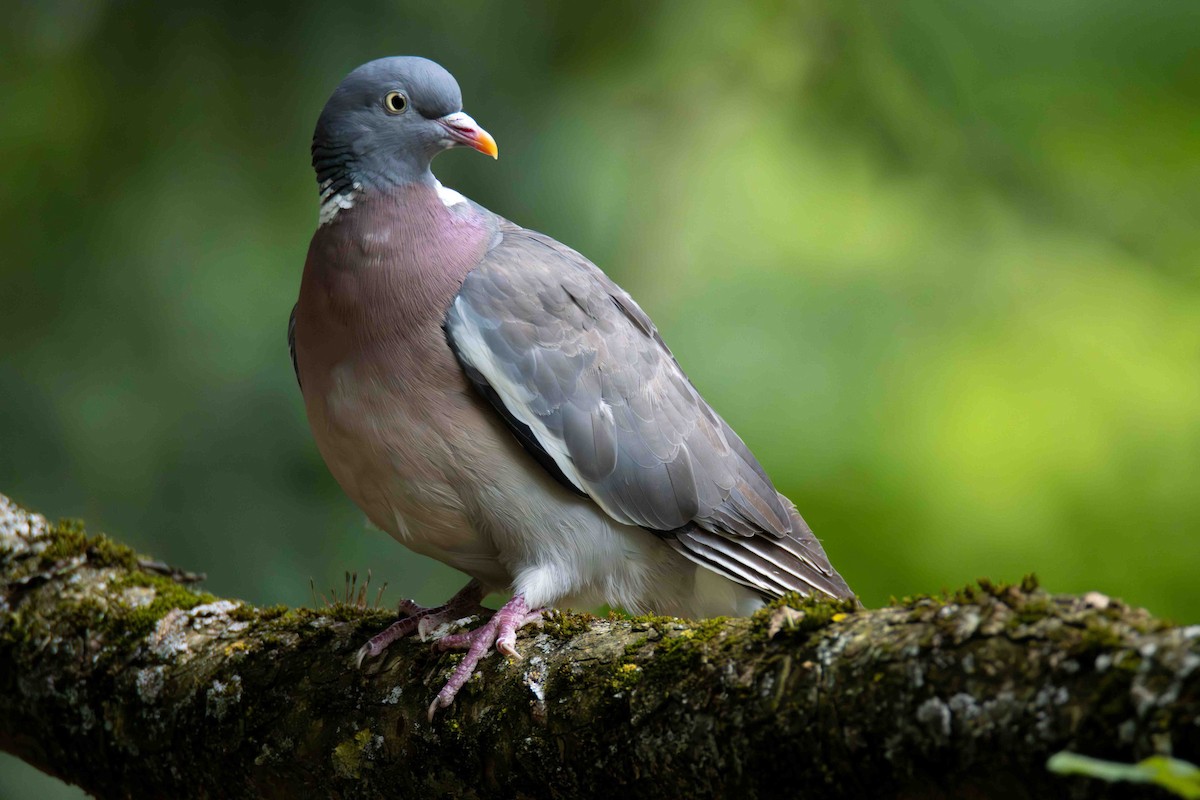 Common Wood-Pigeon - ML613279955