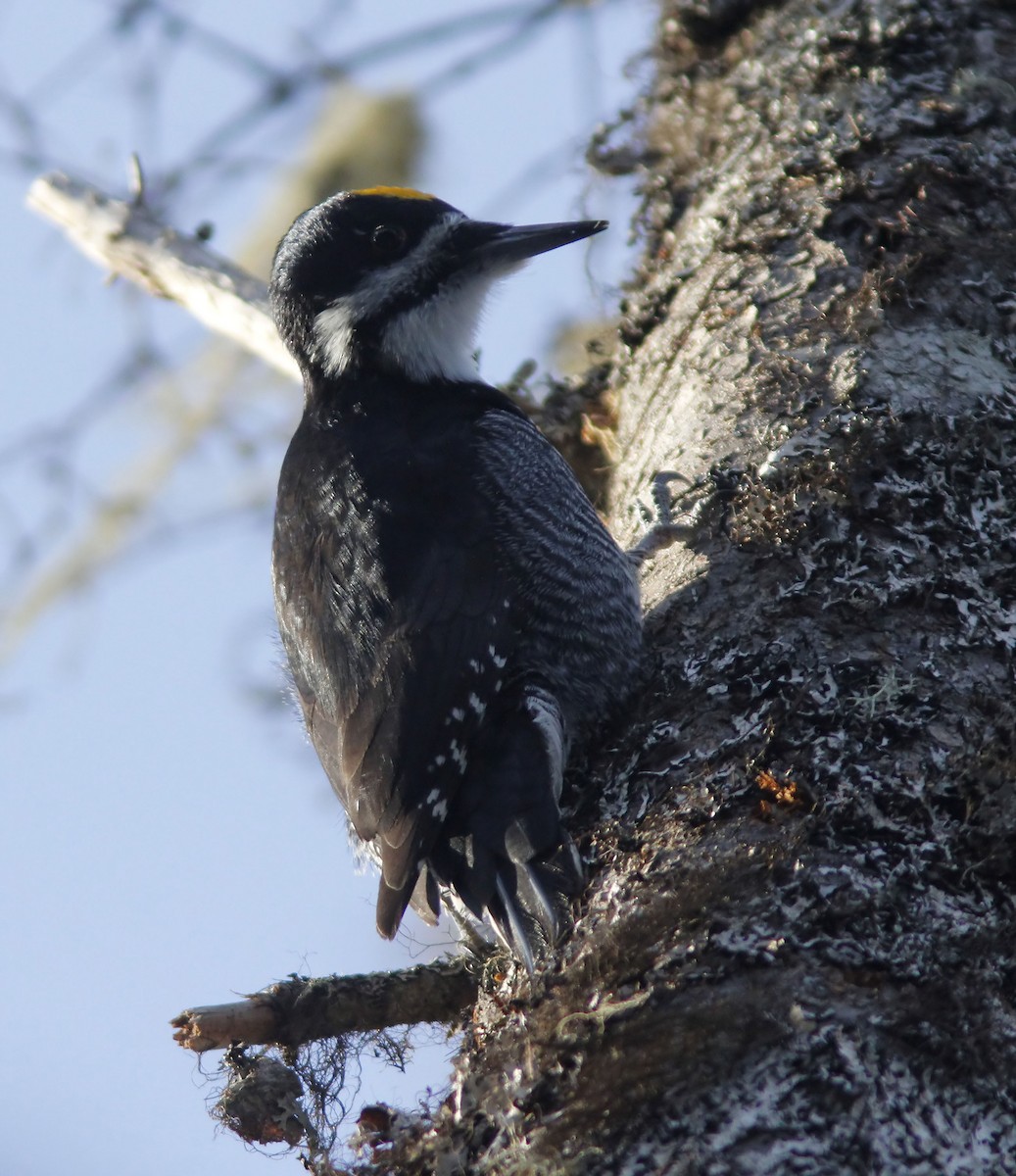Black-backed Woodpecker - ML613279965