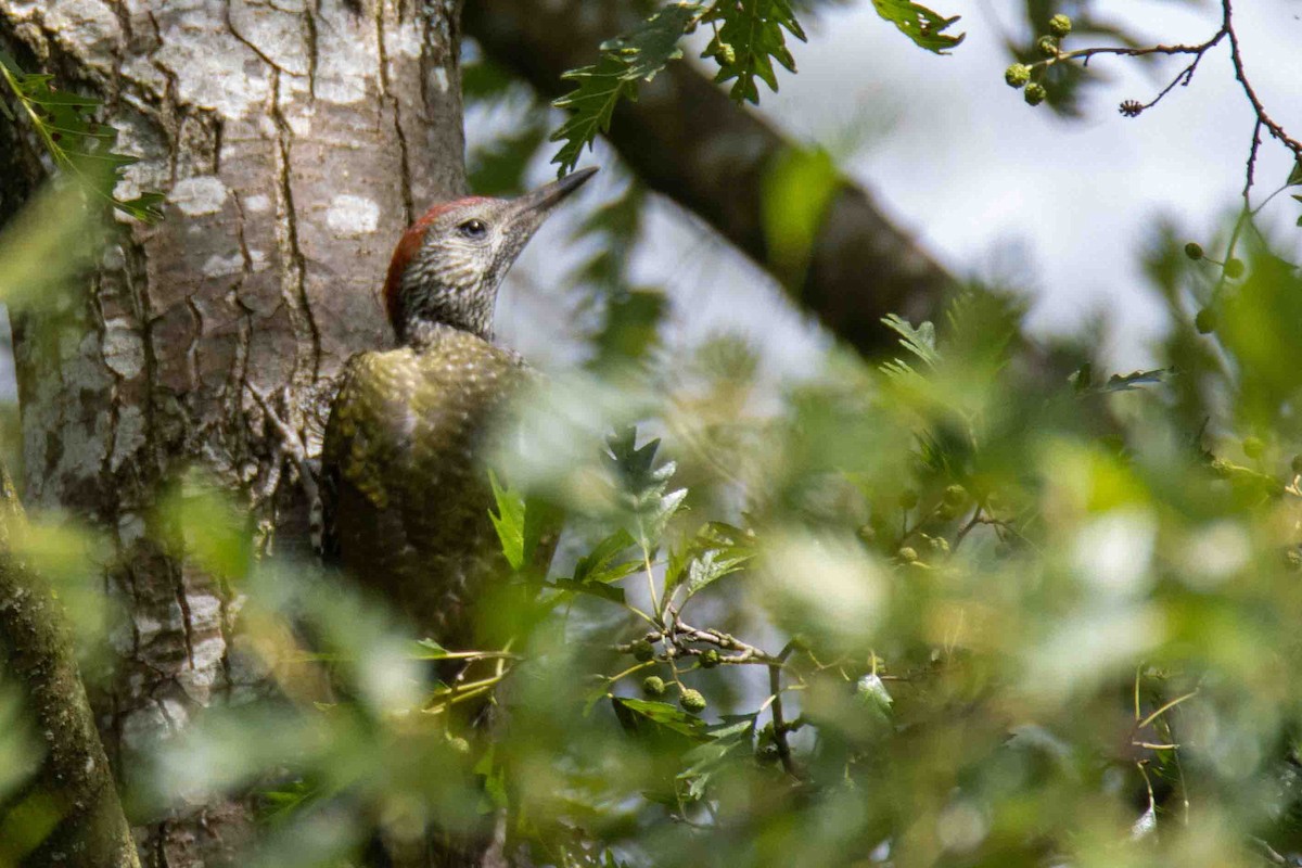 Eurasian Green Woodpecker - ML613279970
