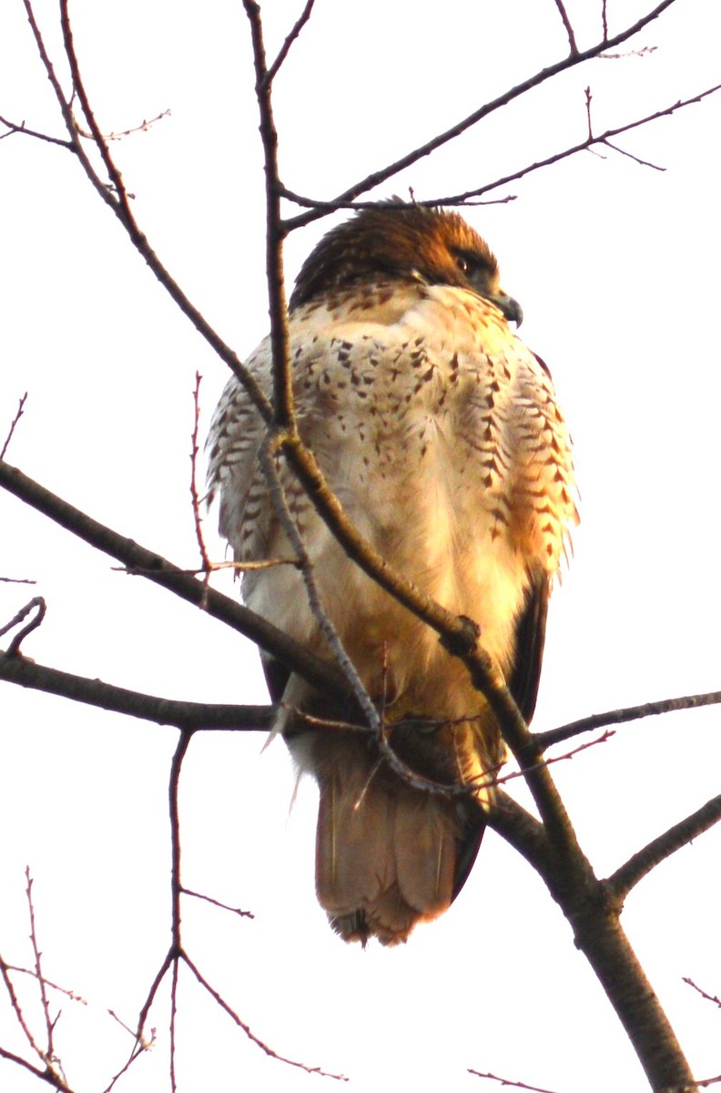 Red-tailed Hawk - ML613280651