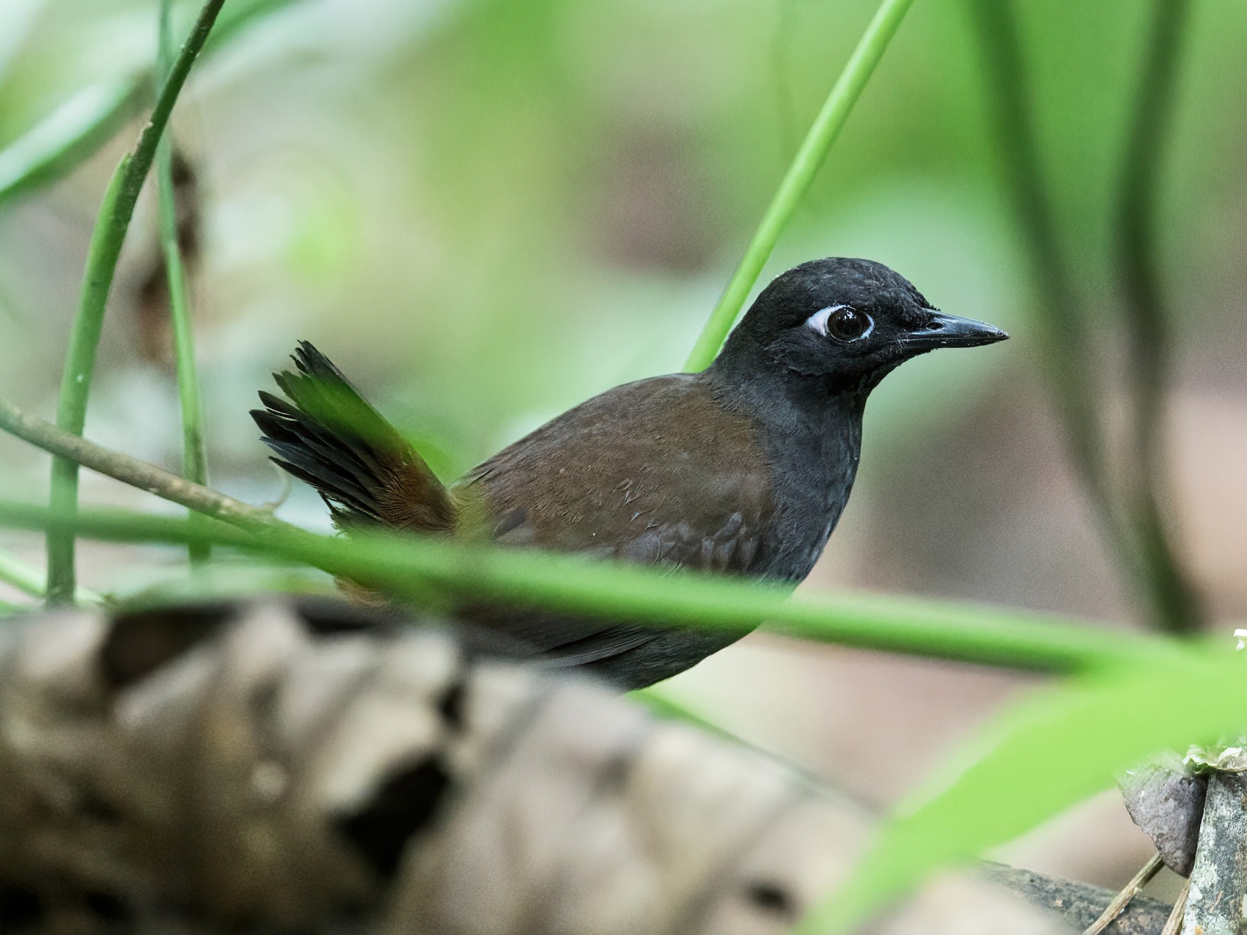 Black-headed Antthrush - Nick Athanas