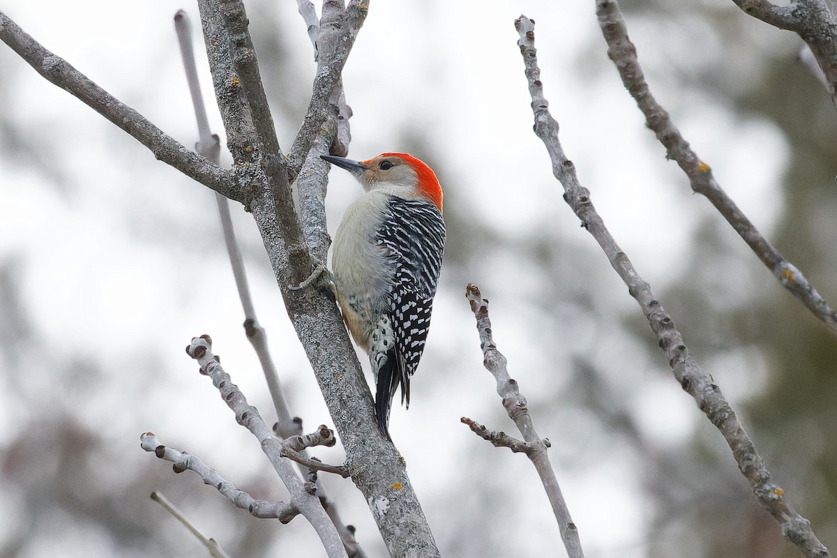 eBird Checklist 8 Jan 2024 Small lake north of bwood 10 species