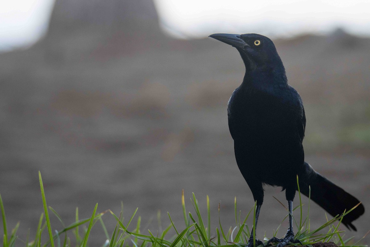 Great-tailed Grackle - ML613280822