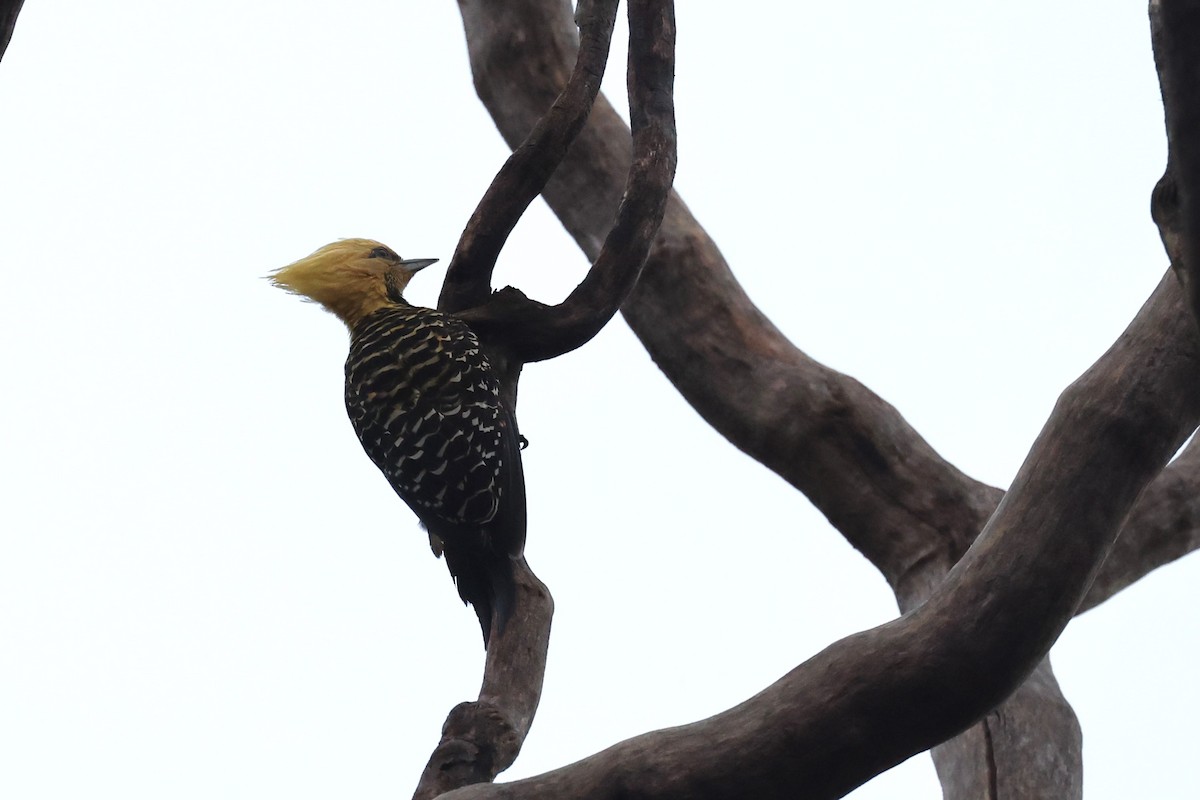 Blond-crested Woodpecker - ML613280899