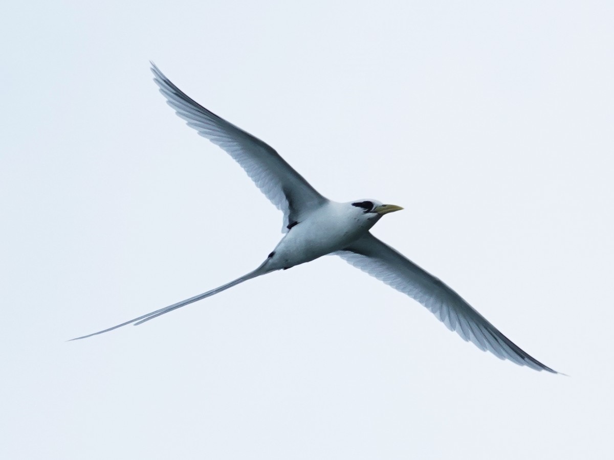 White-tailed Tropicbird - ML613280946