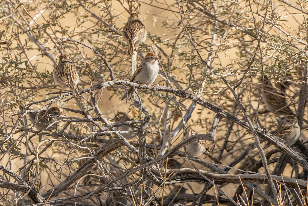 Chipping Sparrow - ML613281260