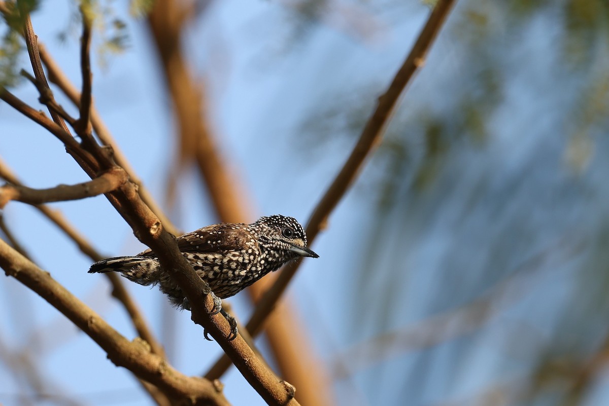 White-wedged Piculet - ML613281373