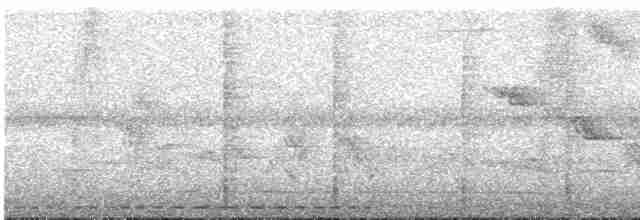 Toucan Barbet - ML613281571