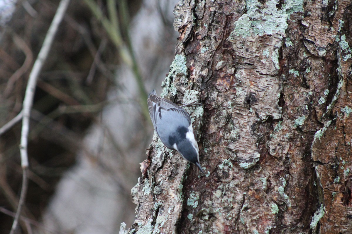 White-breasted Nuthatch - ML613282104