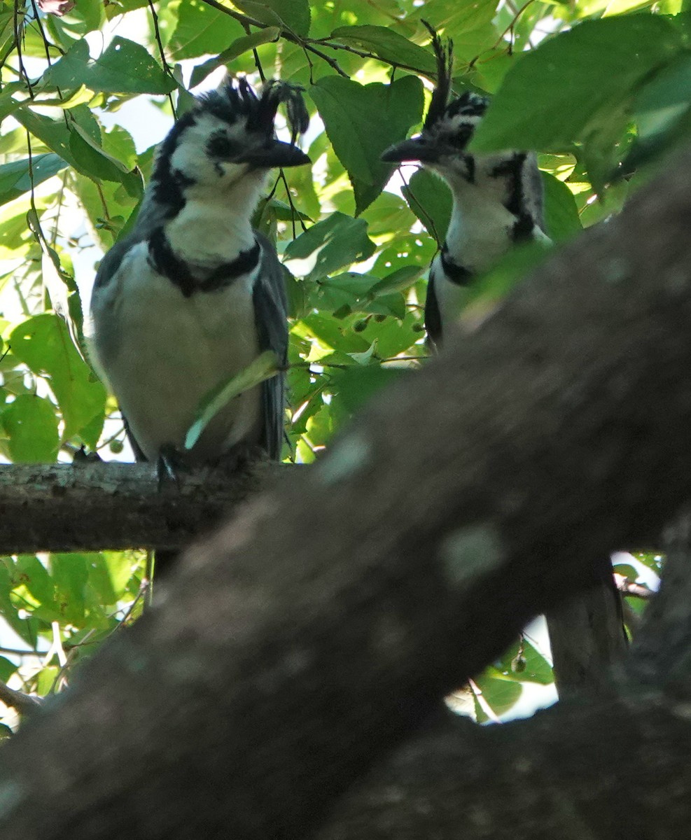 White-throated Magpie-Jay - ML613282227