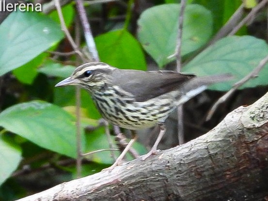 EBird Caribbean Checklist 8 Jan 2024 Escuela Formadora De Maestros   1200