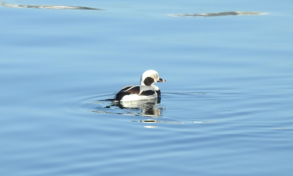Long-tailed Duck - ML613282847