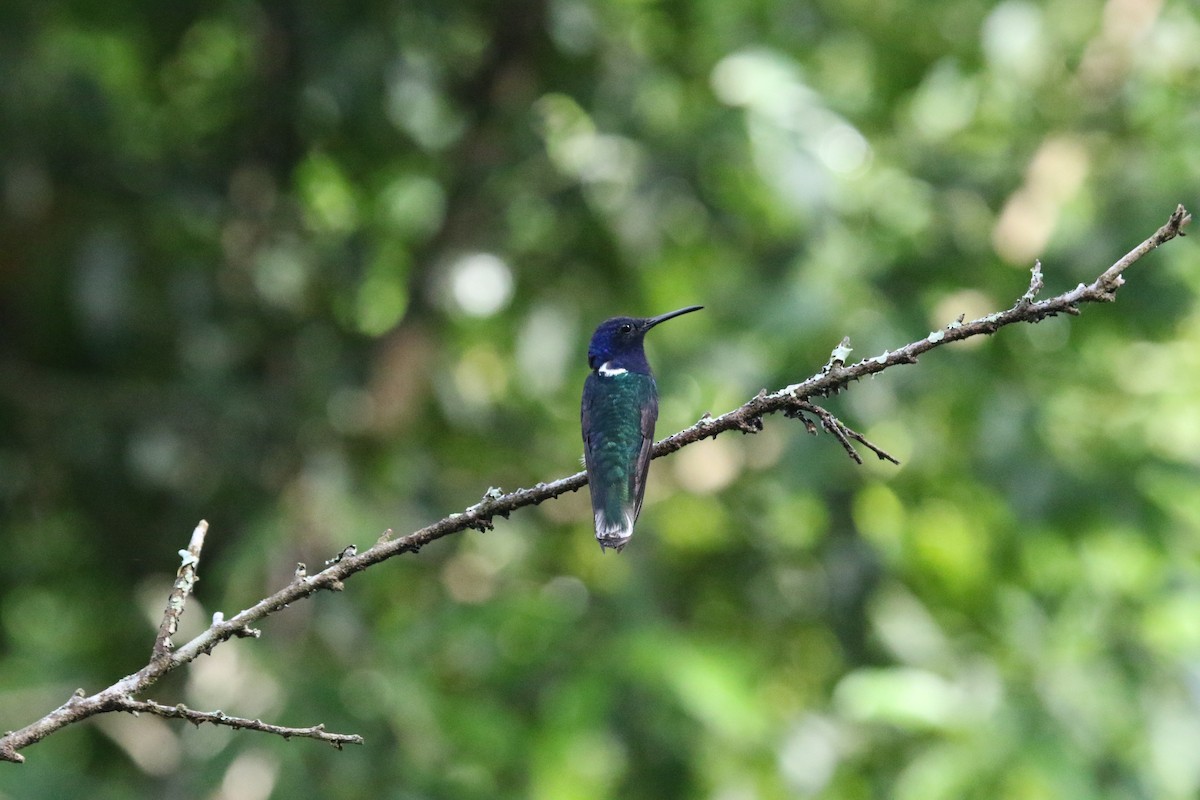 kolibřík bělokrký - ML613282888