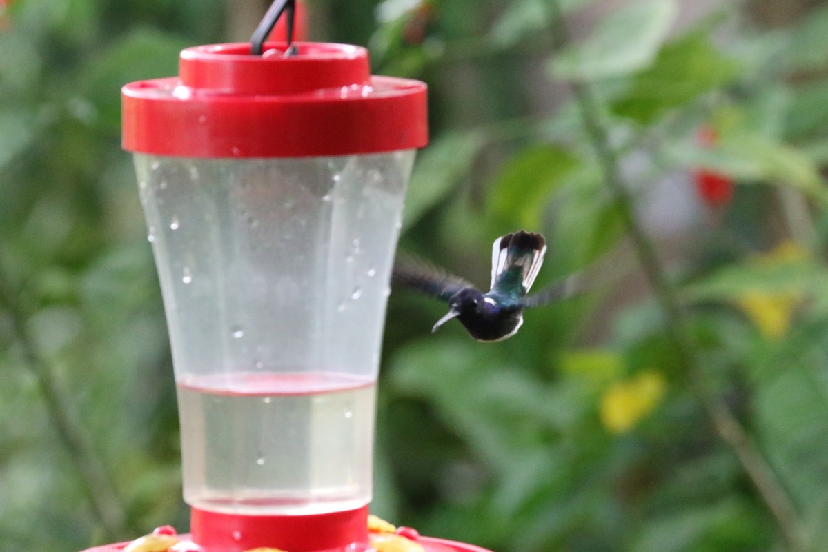 kolibřík bělokrký - ML613282893