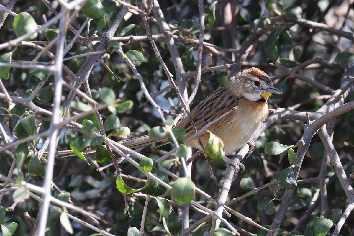Chotoy Spinetail - ML613282905