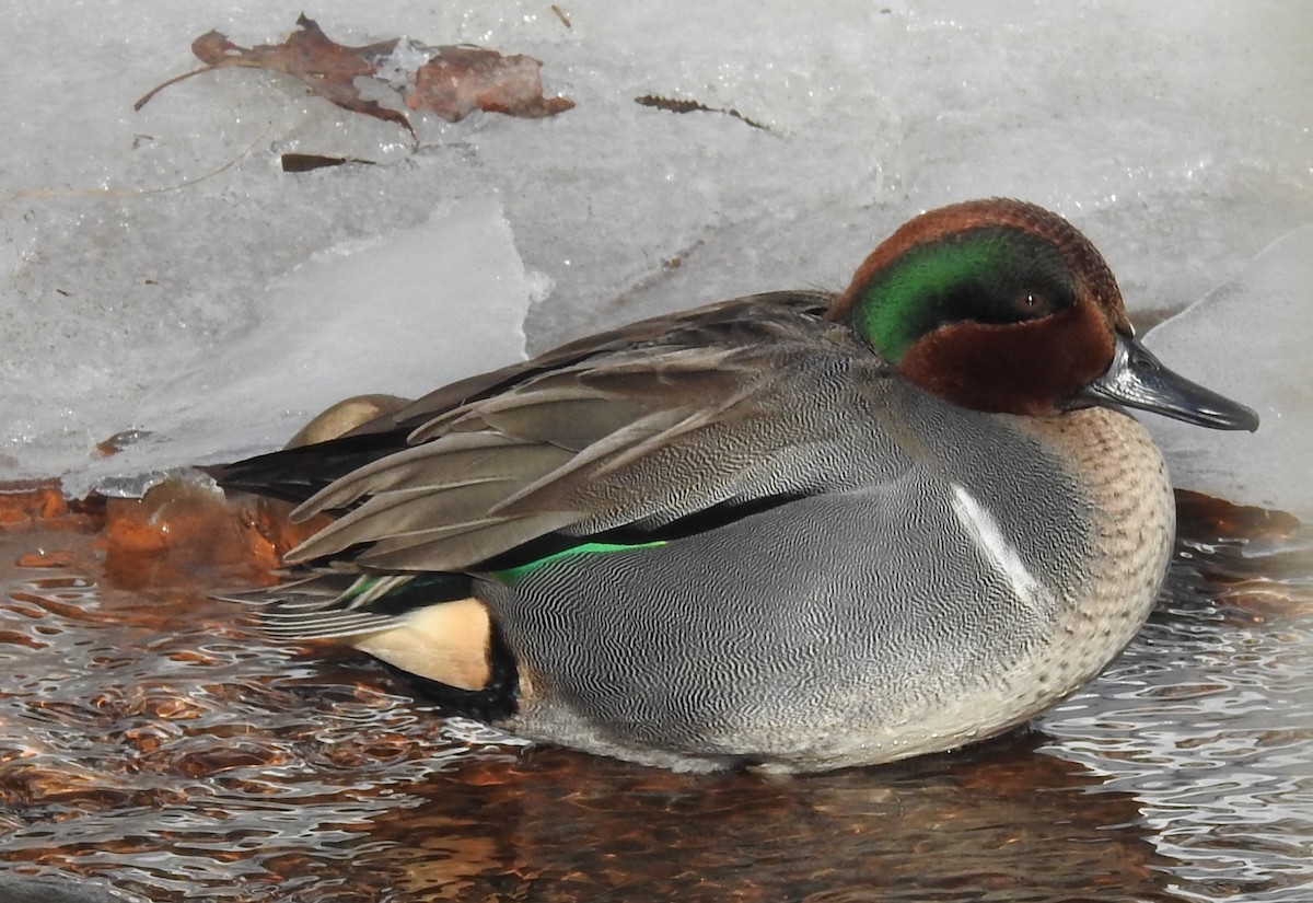 Green-winged Teal - ML613282923