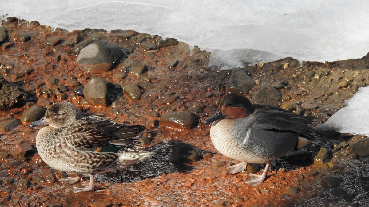 Green-winged Teal - ML613282925