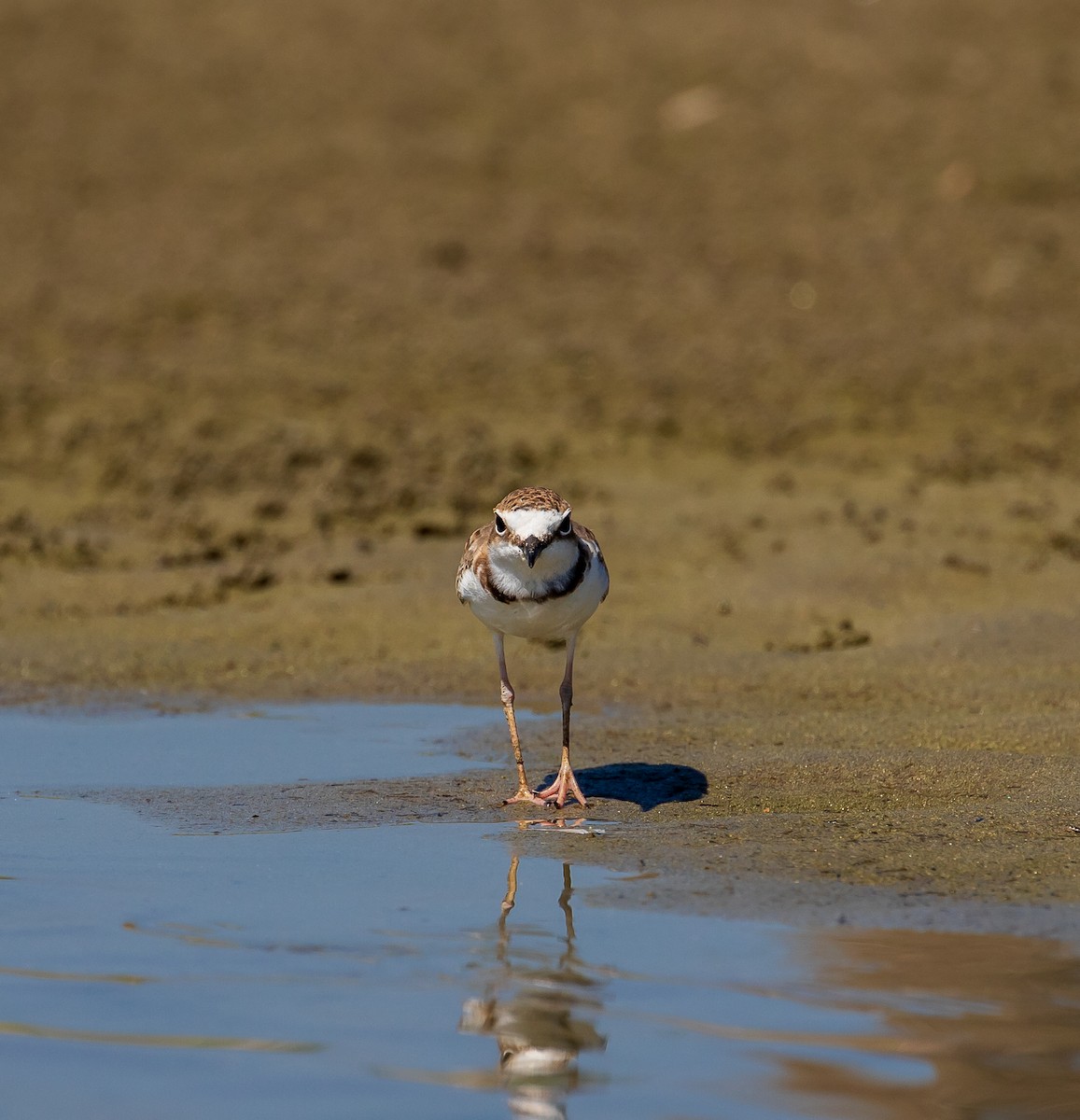 Collared Plover - ML613282951